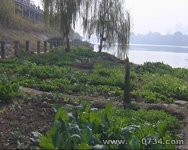湘水明珠风光带河堤竟被开垦成了私家菜园_
