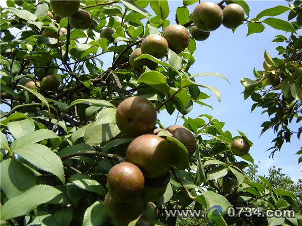 中国衡阳新闻网 www.e0734.com