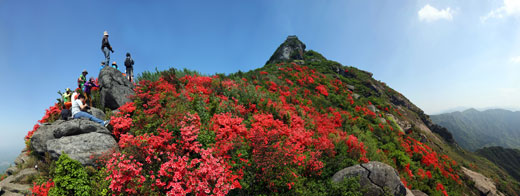 南岳春观花