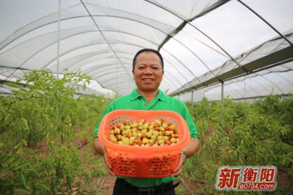 衡阳水果大王返乡种枣 带动乡邻一起富_中国